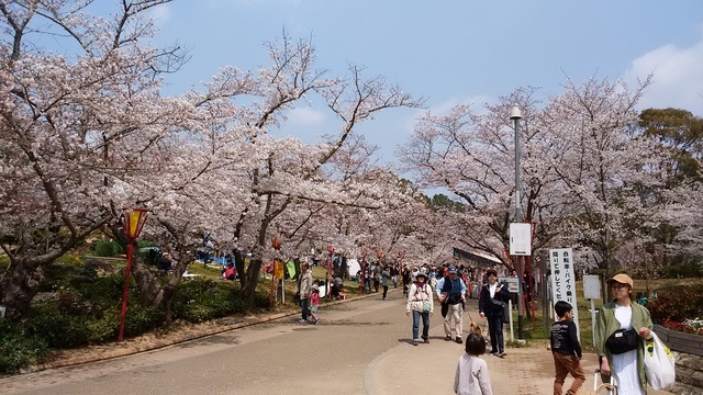 快晴の日岡山公園の桜 おいちゃん日記